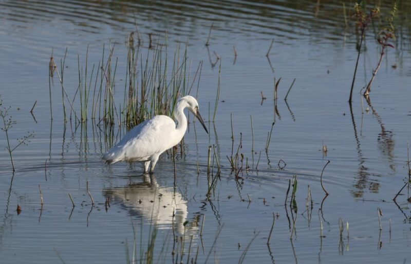 Aigrette garzette à l&rsquo;affût